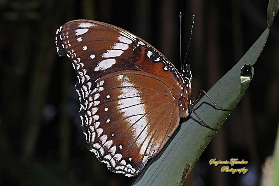 Great eggfly, Hypolimnas bolina bolina  (lower side)  Fall,Geotagged,Great eggfly,Hypolimnas bolina,Indonesia