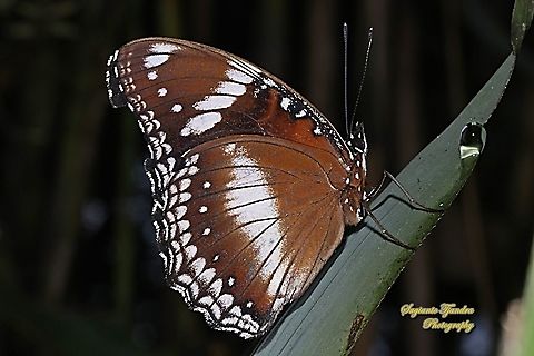Great eggfly, Hypolimnas bolina bolina  (lower side)  Fall,Geotagged,Great eggfly,Hypolimnas bolina,Indonesia
