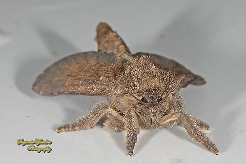 Tussock Moth, Lymantria Sp.  Fall,Geotagged,Indonesia