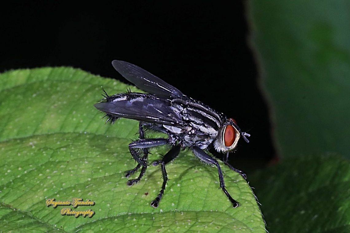 Flesh fly, Sarcophagidae  Fall,Geotagged,Indonesia