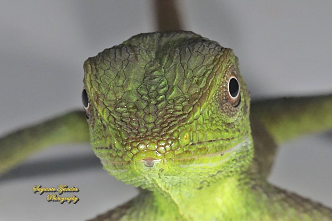 Green Crested Lizard baby, Bronchocela cristatella, Agamidae  Bronchocela cristatella,Fall,Geotagged,Green Crested Lizard,Indonesia