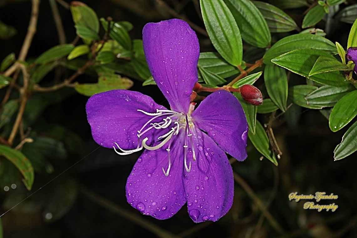 Princess Flower, Tibouchina urvilleana (family Melastomataceae)  Fall,Geotagged,Glory Bush,Indonesia,Tibouchina urvilleana