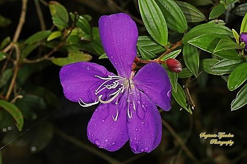 Princess Flower, Tibouchina urvilleana (family Melastomataceae)  Fall,Geotagged,Glory Bush,Indonesia,Tibouchina urvilleana