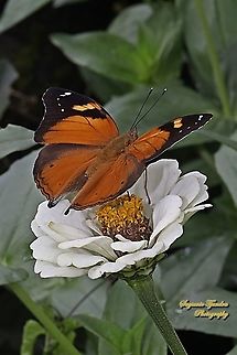 Autumn leaf butterfly, Doleschallia bisaltide - upperside "sucking nectar on the Zinnia flower"  Autumn leaf,Doleschallia bisaltide,Fall,Geotagged,Indonesia
