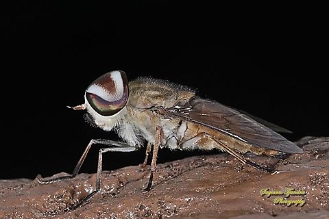 Horse fly, Tabanus partitus, Tabanidae  Fall,Geotagged,Indonesia,Tabanus partitus