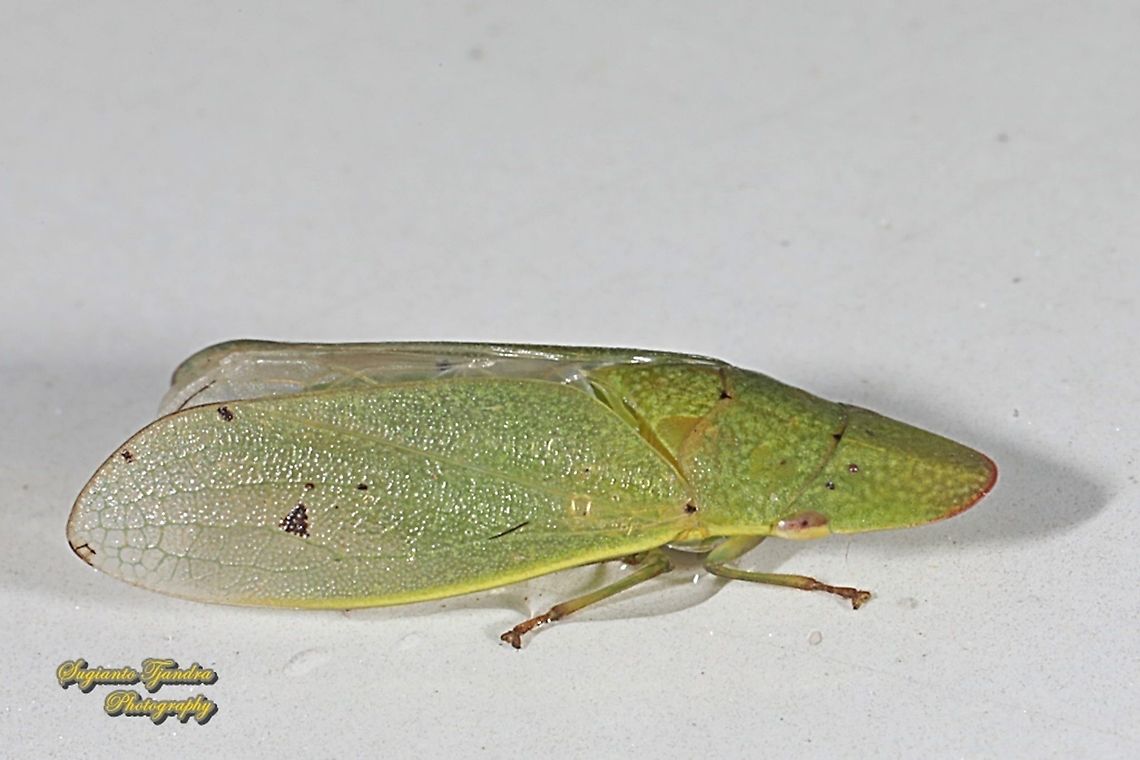 Tropiduchinae planthopper,  family Tropiduchidae  Fall,Geotagged,Indonesia