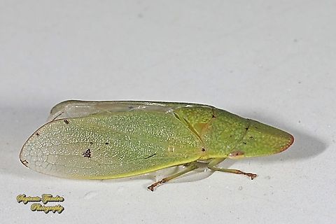 Tropiduchinae planthopper,  family Tropiduchidae  Fall,Geotagged,Indonesia