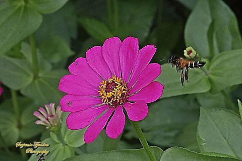 Black giant honey bee, Apis dorsata "looking for nectar on the Zinnia flower"  Apis dorsata,Fall,Geotagged,Giant honey bee,Indonesia