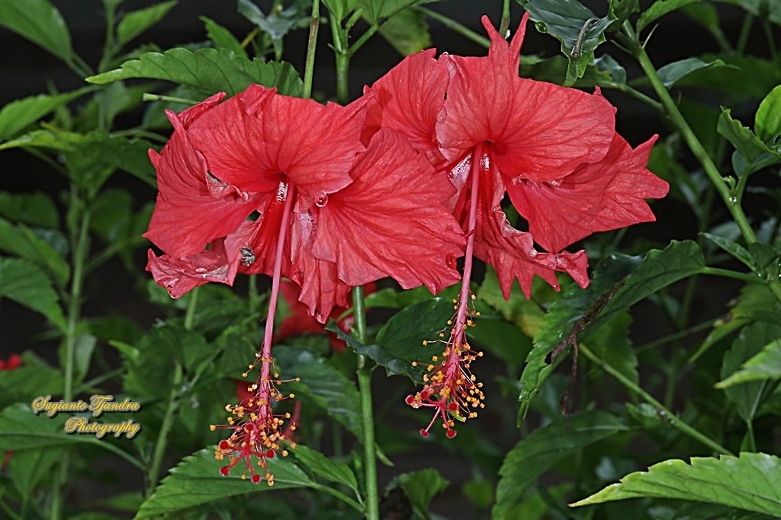 Chinese Hibiscus flower-red/Kembang Sepatu, Hibiscus rosa-sinensis  Chinese hibiscus,Fall,Geotagged,Hibiscus rosa-sinensis,Indonesia