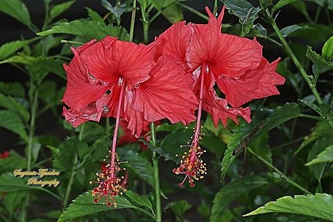 Chinese Hibiscus flower-red/Kembang Sepatu, Hibiscus rosa-sinensis  Chinese hibiscus,Fall,Geotagged,Hibiscus rosa-sinensis,Indonesia