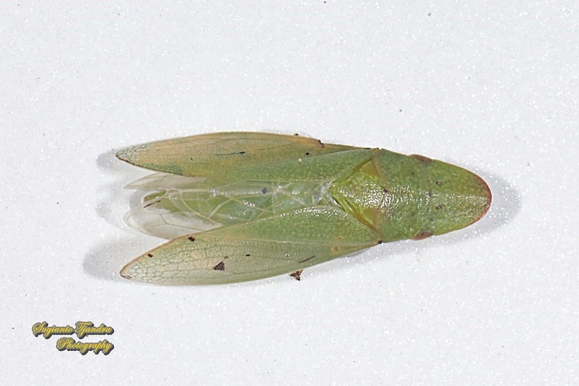 Tropiduchinae planthopper,  family Tropiduchidae  Fall,Geotagged,Indonesia