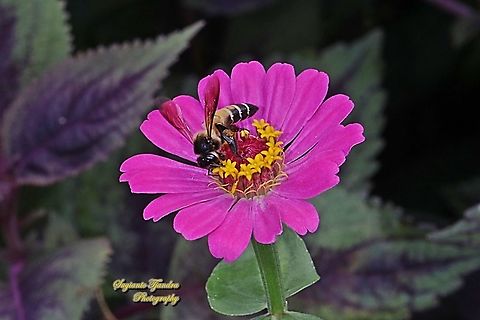 Black giant honey bee, Apis dorsata "sucking nectar on the Zinnia flower"  Apis dorsata,Fall,Geotagged,Giant honey bee,Indonesia