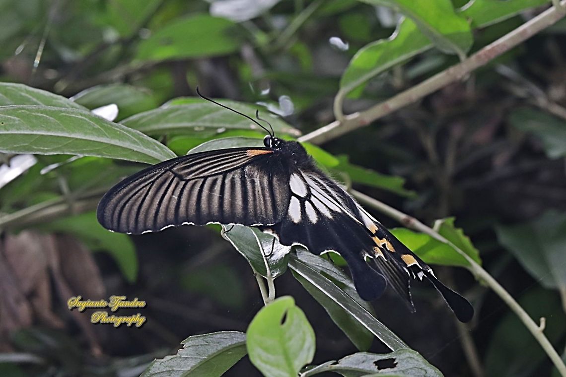 Great Mormon Swallowtail Butterfly, Papilio memnon, (Papilionidae) - female  Fall,Geotagged,Great Mormon,Indonesia,Papilio memnon