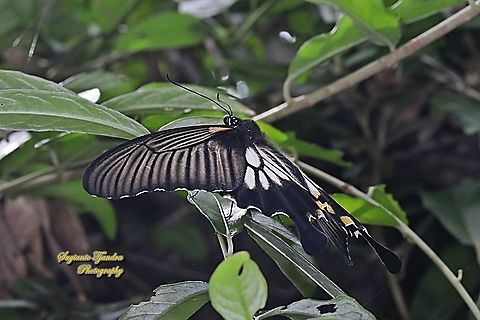 Great Mormon Swallowtail Butterfly, Papilio memnon, (Papilionidae) - female  Fall,Geotagged,Great Mormon,Indonesia,Papilio memnon