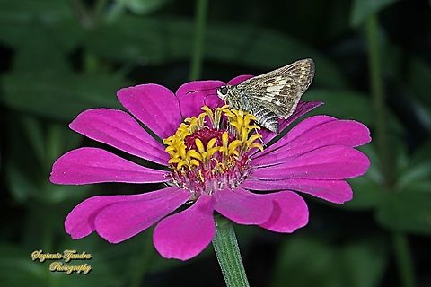 Skipper butterfly, the Pithauria straminiepennis straminiepennis (Light Straw Ace), Halpe porus "sucking nectar on the Zinnia flower"  Fall,Geotagged,Indonesia,Light straw ace,Pithauria stramineipennis