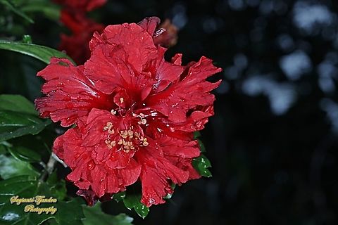 Chinese Hibiscus flower-red/Kembang Sepatu, Hibiscus rosa-sinensis  Chinese hibiscus,Fall,Geotagged,Hibiscus rosa-sinensis,Indonesia
