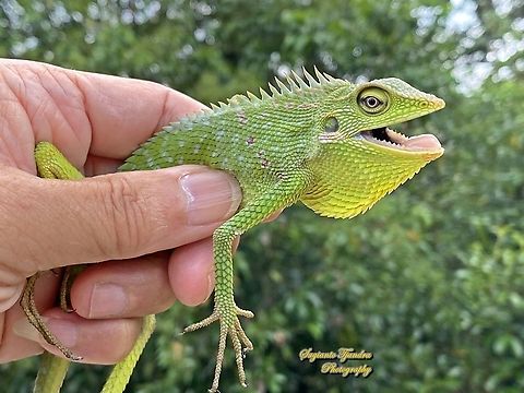 Green Crested Lizard, Bronchocela cristatella, Agamidae  Bronchocela cristatella,Fall,Geotagged,Green Crested Lizard,Indonesia
