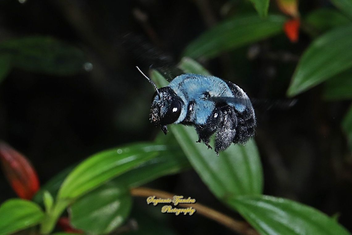 The blue carpenter bee, Xylocopa caerulea, family Apidae  Blue Carpenter Bee,Fall,Geotagged,Indonesia,Xylocopa caerulea