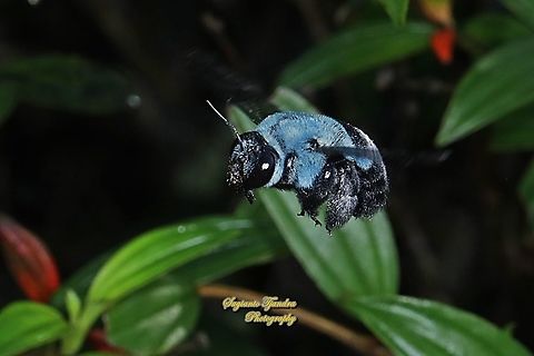 The blue carpenter bee, Xylocopa caerulea, family Apidae  Blue Carpenter Bee,Fall,Geotagged,Indonesia,Xylocopa caerulea