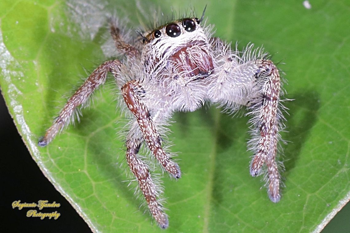 Jumping Spider, Hyllus diardi-female  Fall,Geotagged,Hyllus diardi,Indonesia