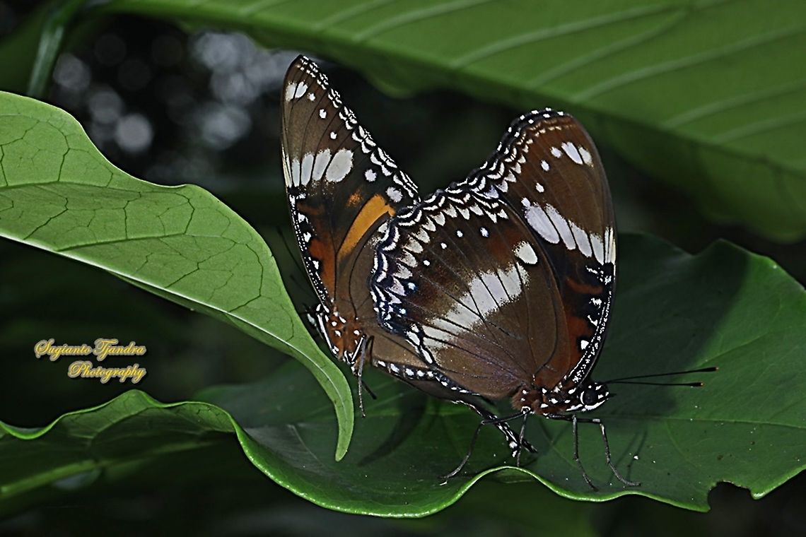 Great eggfly butterflies, Hypolimnas bolina bolina "mating"  Fall,Geotagged,Great eggfly,Hypolimnas bolina,Indonesia