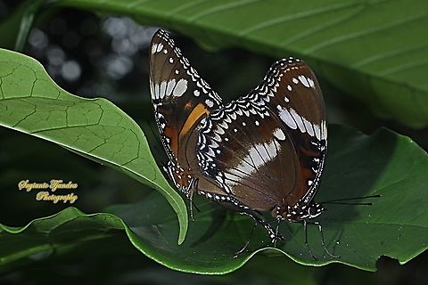 Great eggfly butterflies, Hypolimnas bolina bolina "mating"  Fall,Geotagged,Great eggfly,Hypolimnas bolina,Indonesia