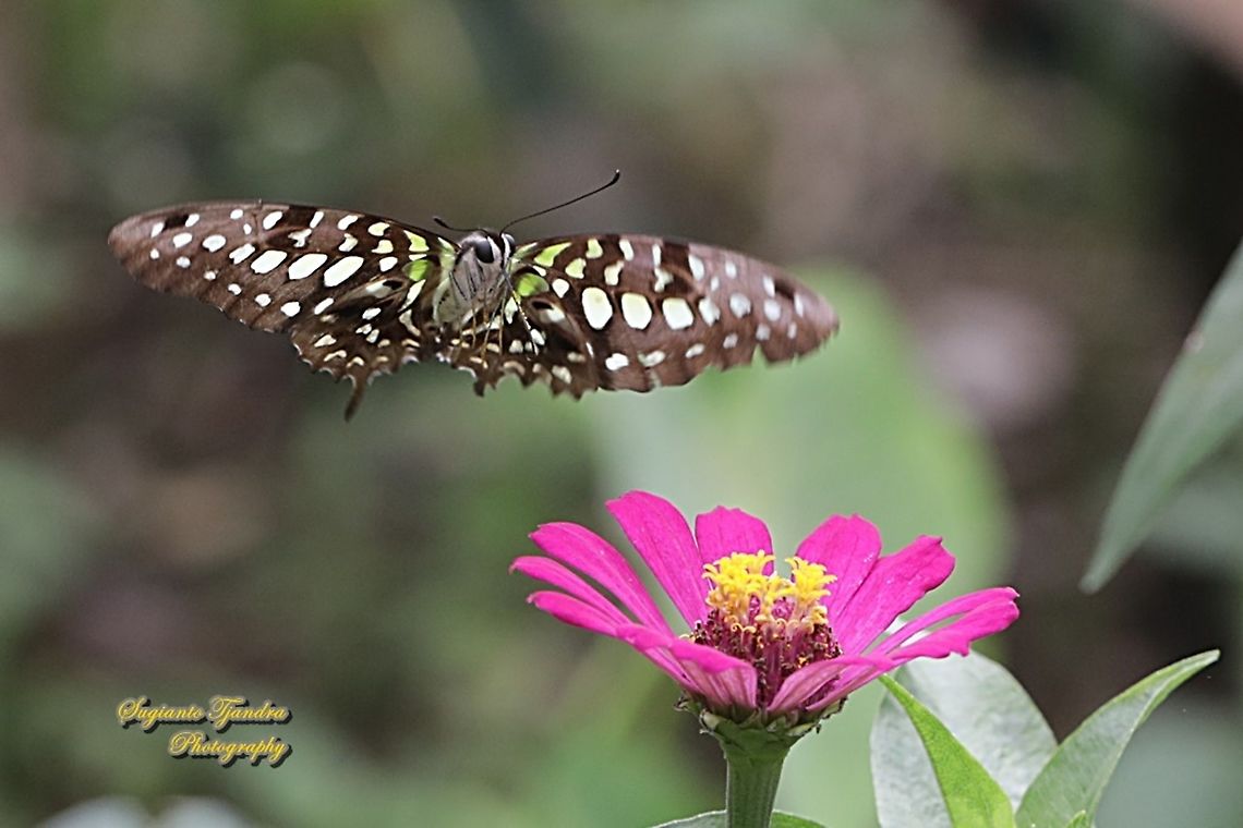 The Tailed Jay Butterfly, Graphium agamemnon agamemnon "flying onto Zinnia flower"  Fall,Geotagged,Graphium agamemnon,Indonesia,Tailed Jay