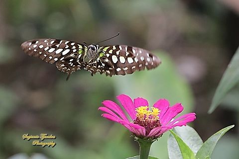 The Tailed Jay Butterfly, Graphium agamemnon agamemnon "flying onto Zinnia flower"  Fall,Geotagged,Graphium agamemnon,Indonesia,Tailed Jay