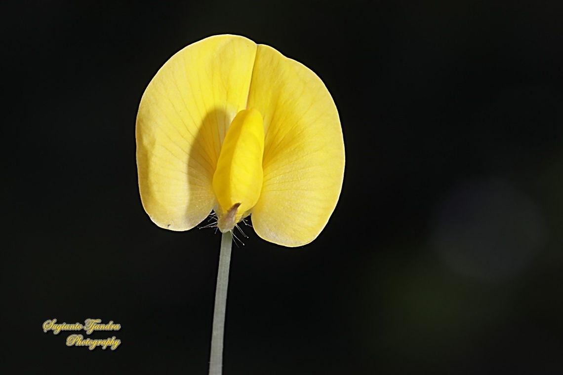 Arachis pintoi flower  Arachis pintoi,Fall,Geotagged,Indonesia,Pinto Peanut