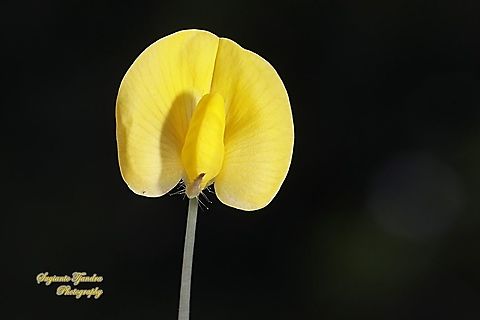 Arachis pintoi flower  Arachis pintoi,Fall,Geotagged,Indonesia,Pinto Peanut