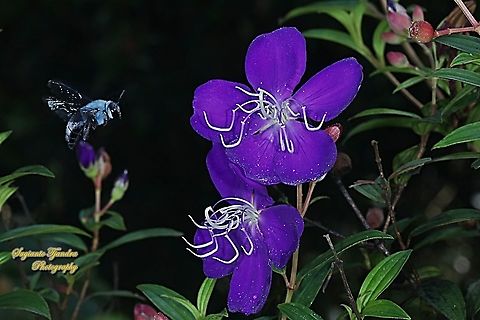 The blue carpenter bee, Xylocopa caerulea, family Apidae "looking for nectar" onto the Princess Flower, Tibouchina urvilleana (family Melastomataceae)  Blue Carpenter Bee,Fall,Geotagged,Indonesia,Xylocopa caerulea