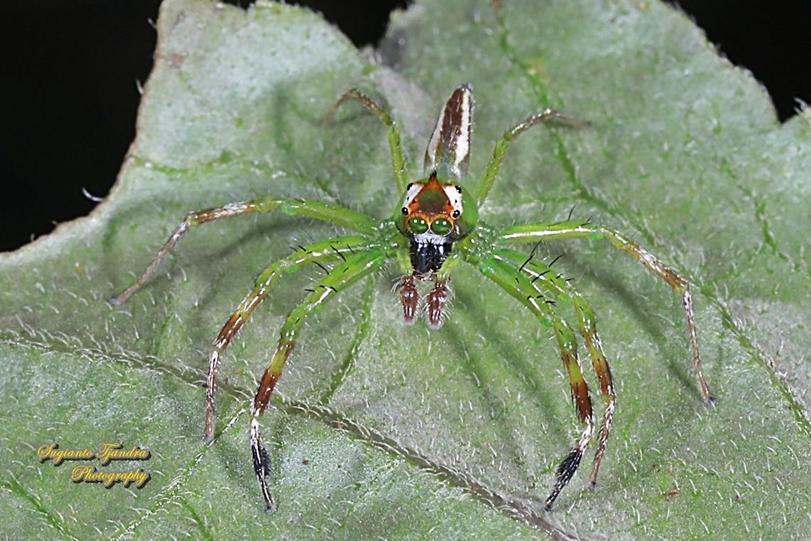 Jumping Spider, Epeus flavobilineatus, family Salticidae  Epeus flavobilineatus,Fall,Geotagged,Indonesia,Yellow-lined Epeus Spider