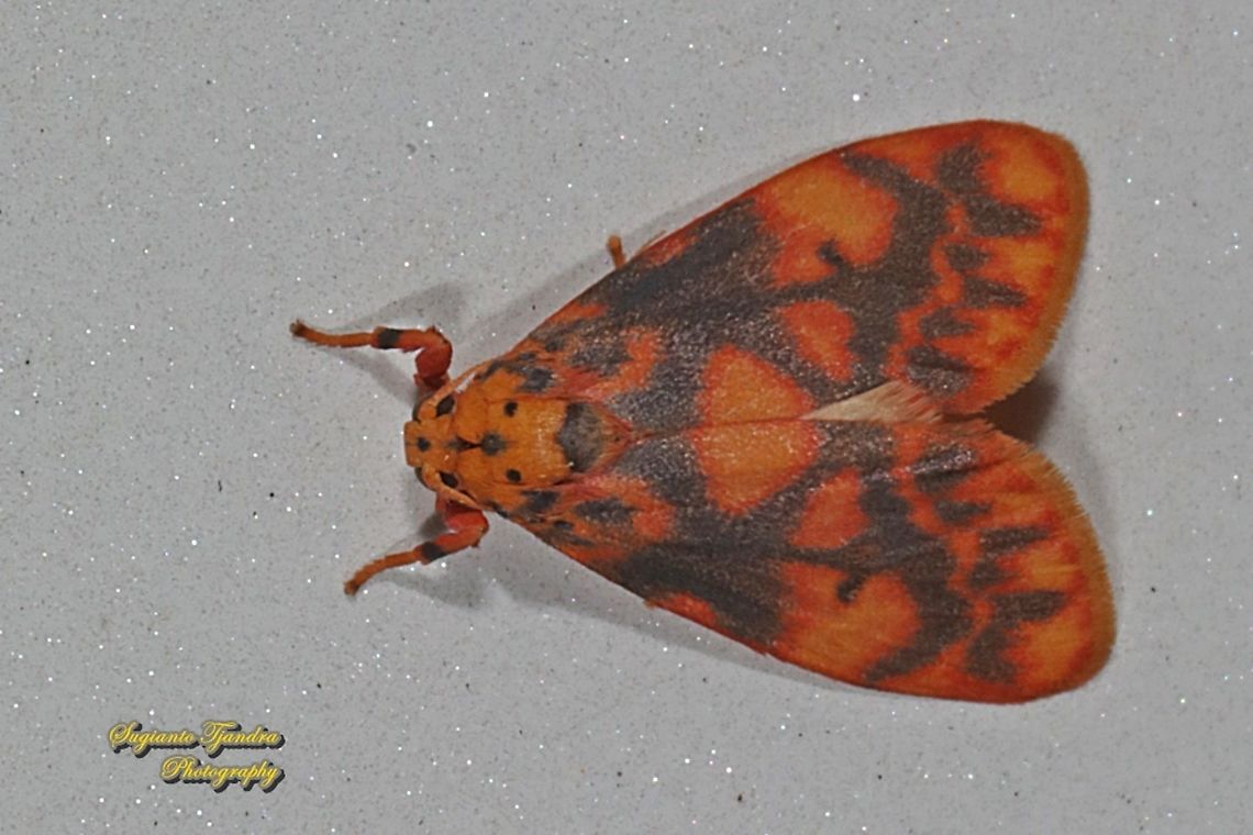 Moth, Barsine Sp, family Erebidae  Fall,Geotagged,Indonesia