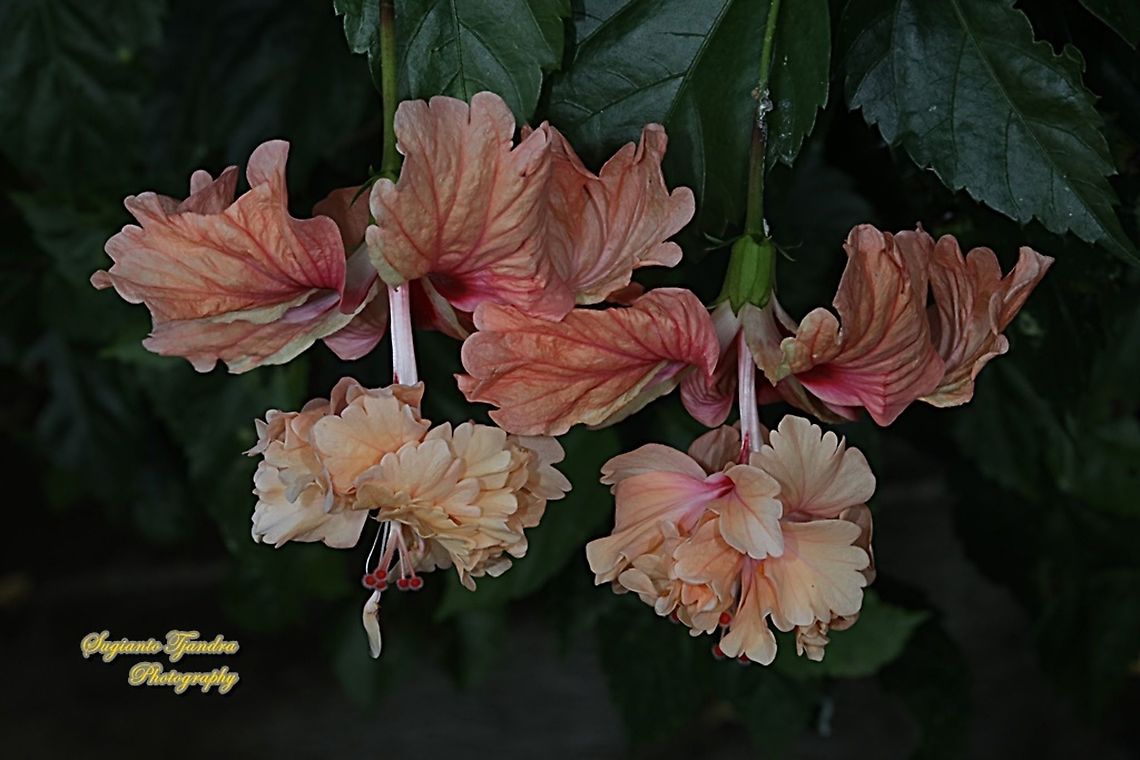 Chinese Hibiscus flower-orange/Kembang Sepatu, Hibiscus rosa-sinensis  Chinese hibiscus,Fall,Geotagged,Hibiscus rosa-sinensis,Indonesia