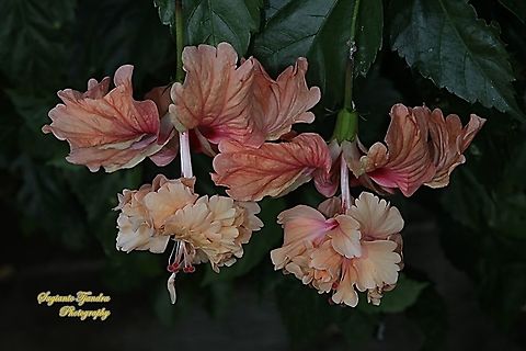 Chinese Hibiscus flower-orange/Kembang Sepatu, Hibiscus rosa-sinensis  Chinese hibiscus,Fall,Geotagged,Hibiscus rosa-sinensis,Indonesia