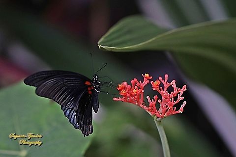 Great Mormon Butterfly, Papilio Memnon Memnon-Male "sucking nectar on the Buddha Belly Plant flower, Jatropha podagrica"  Fall,Geotagged,Great Mormon,Indonesia,Papilio memnon