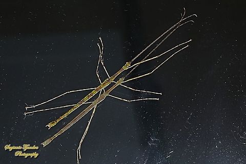 Stick insect, Necrosciinae, family Lonchodidae  Fall,Geotagged,Indonesia