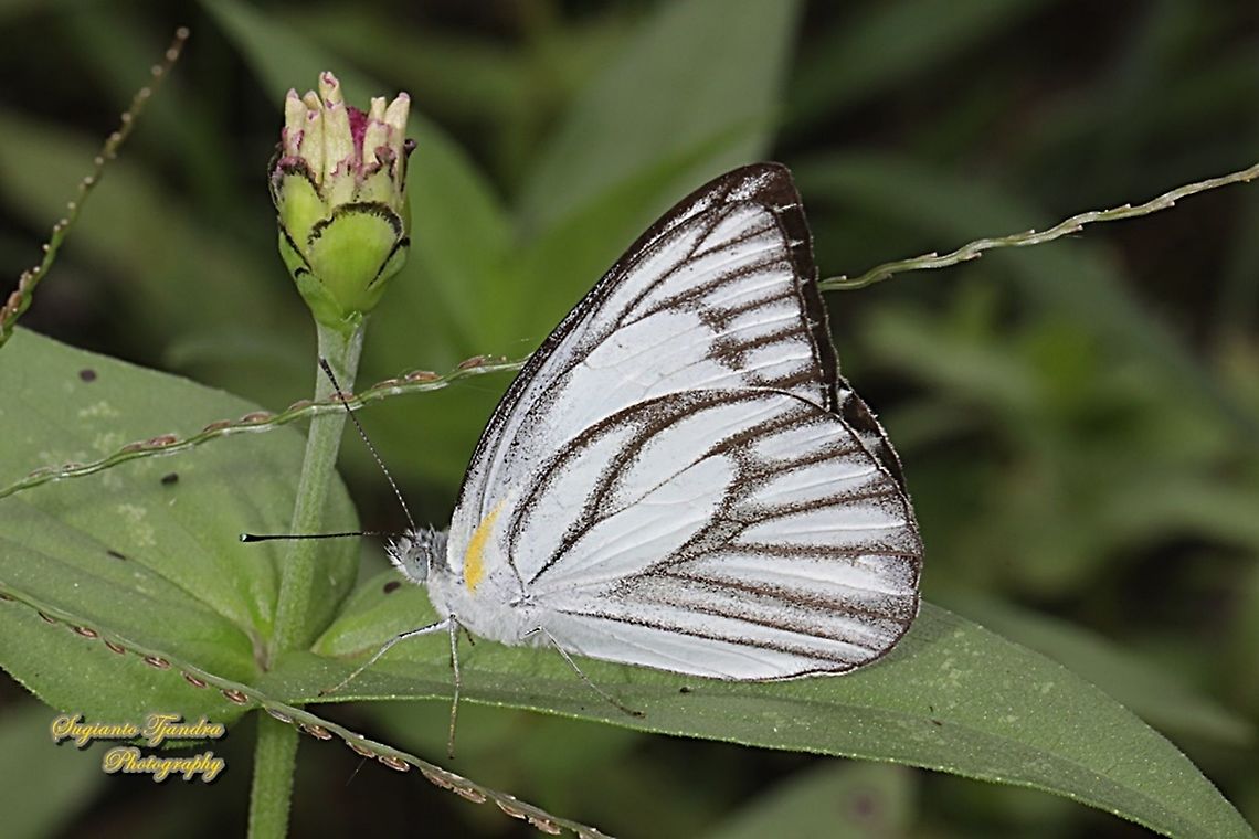 Striped Albatross Butterfly, Appias olferna olferna  Appias olferna,Eastern striped albatross,Fall,Geotagged,Indonesia