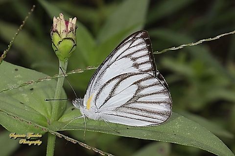 Striped Albatross Butterfly, Appias olferna olferna  Appias olferna,Eastern striped albatross,Fall,Geotagged,Indonesia