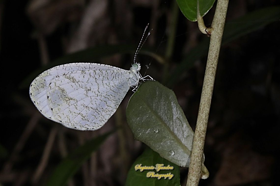 The psyche butterfly, Leptosia nina chlorographa, family Lepidoptera  Fall,Geotagged,Indonesia,Leptosia nina,Psyche