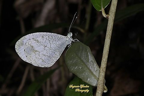 The psyche butterfly, Leptosia nina chlorographa, family Lepidoptera  Fall,Geotagged,Indonesia,Leptosia nina,Psyche
