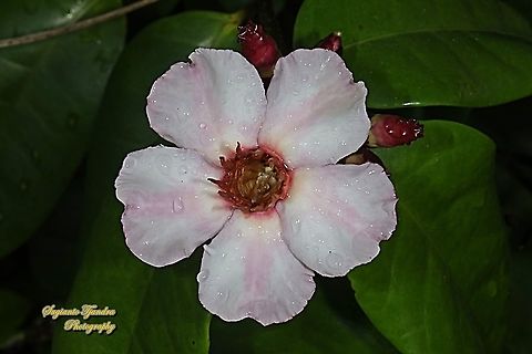 Climbing Oleander, Strophanthus gratus  Fall,Geotagged,Indonesia,Strophanthus gratus