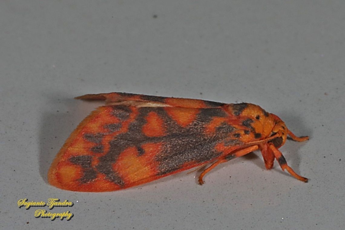 Moth, Barsine Sp, family Erebidae  Fall,Geotagged,Indonesia