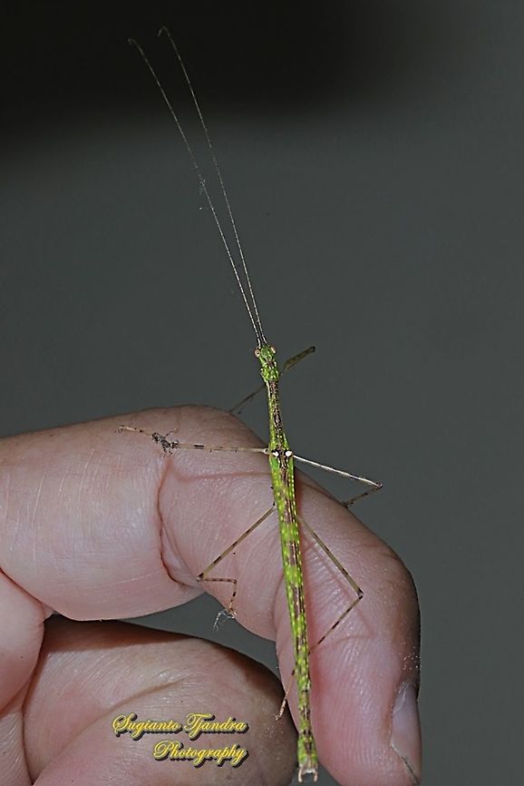 Stick insect, Necrosciinae, family Lonchodidae  Fall,Geotagged,Indonesia