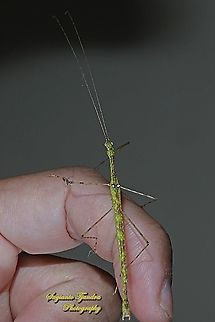 Stick insect, Necrosciinae, family Lonchodidae  Fall,Geotagged,Indonesia