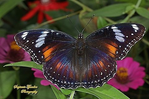 Jacintha Eggfly, Hypolimnas bolina jacintha  Fall,Geotagged,Great eggfly,Hypolimnas bolina,Indonesia