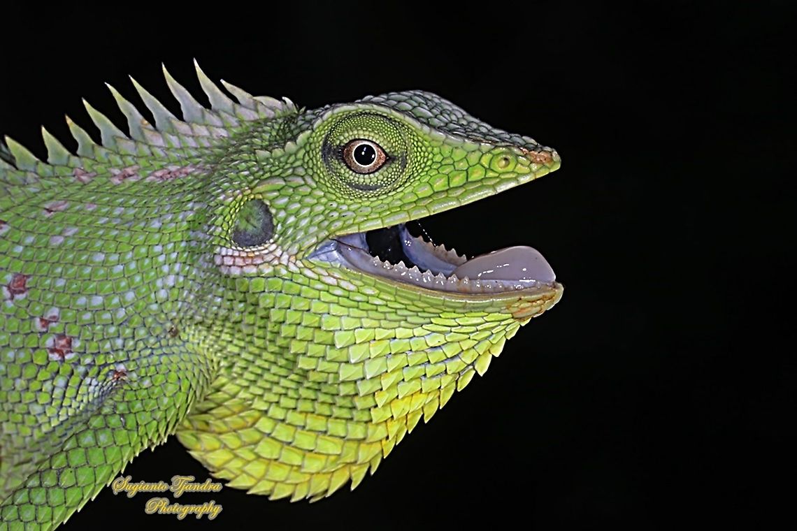 Green Crested Lizard, Bronchocela cristatella, Agamidae  Bronchocela cristatella,Fall,Geotagged,Green Crested Lizard,Indonesia