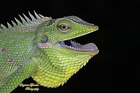 Green Crested Lizard, Bronchocela cristatella, Agamidae  Bronchocela cristatella,Fall,Geotagged,Green Crested Lizard,Indonesia