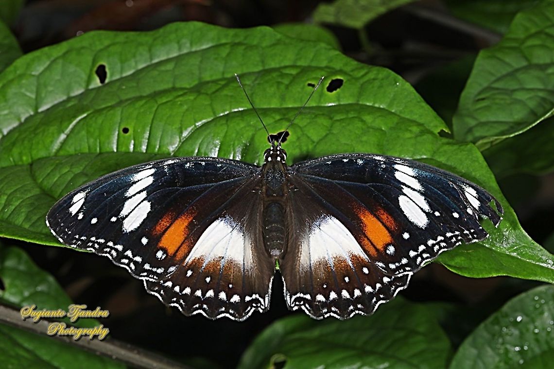 Great eggfly butterfly, Hypolimnas bolina bolina - female, upperside  Fall,Geotagged,Great eggfly,Hypolimnas bolina,Indonesia