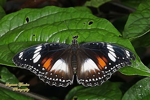 Great eggfly butterfly, Hypolimnas bolina bolina - female, upperside  Fall,Geotagged,Great eggfly,Hypolimnas bolina,Indonesia